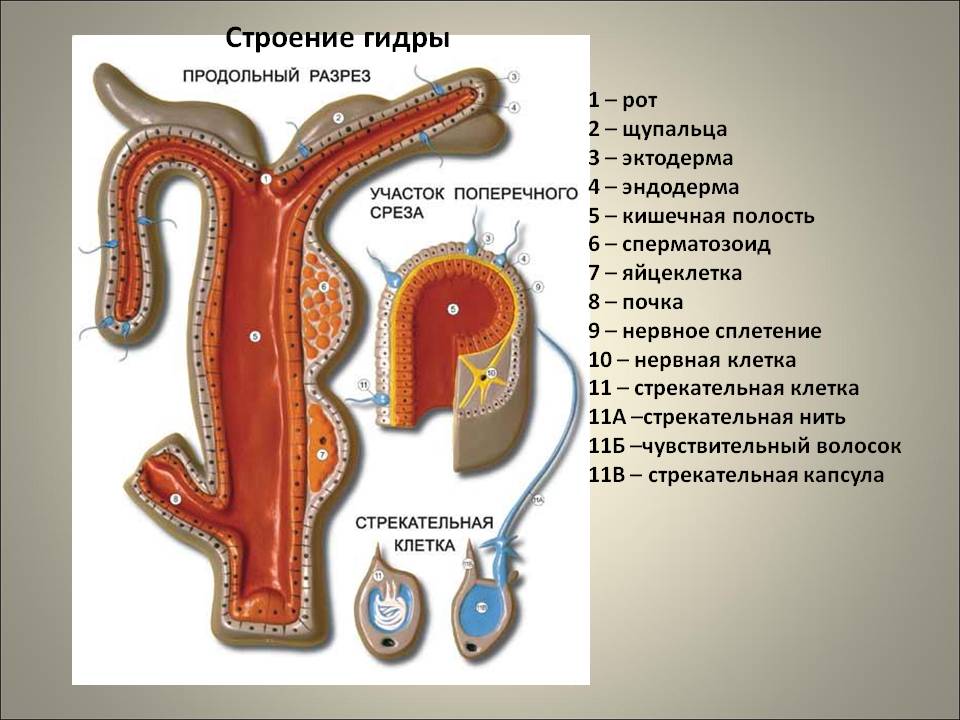 Кракен дарк ссылка